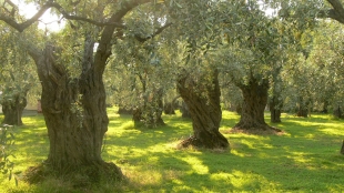 &Alpha;&chi;&alpha;ΐ&alpha;: &Kappa;ό&beta;&omicron;&upsilon;&nu; &epsilon;&lambda;&alpha;&iota;ό&delta;&epsilon;&nu;&tau;&rho;&alpha; &gamma;&iota;&alpha; &kappa;&alpha;&upsilon;&sigma;ό&xi;&upsilon;&lambda;&alpha; - &Kappa;&alpha;&tau;&alpha;&gamma;&gamma;&epsilon;&lambda;ί&alpha; &tau;&eta;&sigmaf; &Epsilon;&Rho;&Gamma;&Omicron;&Sigma;&Epsilon;